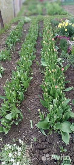 Букеты тюльпанов, срезка