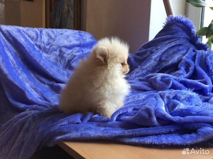 Кремовый шпиц