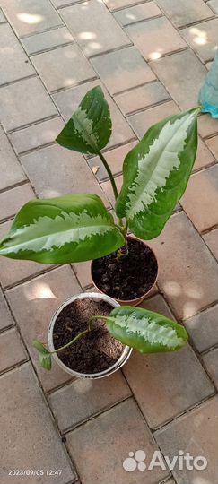 Сортовые аглаонемы