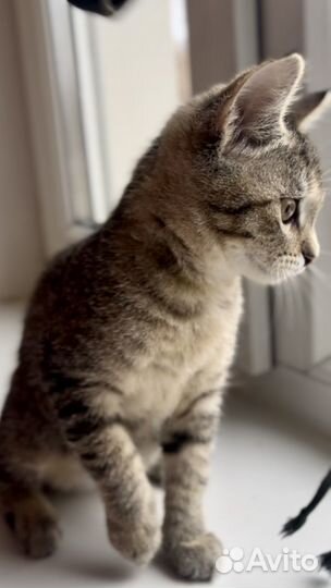 Кошка в дар