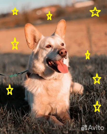 Обаятельный Данила