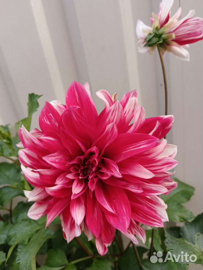 Георгины клубни и на срез, лилейники