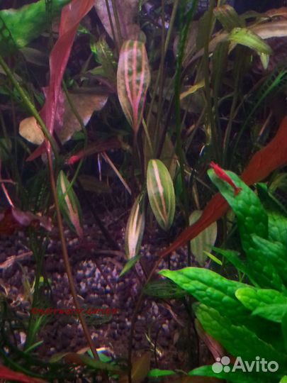 Аквариумные растения