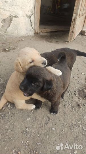 Собака в добрые руки отдам бесплатно