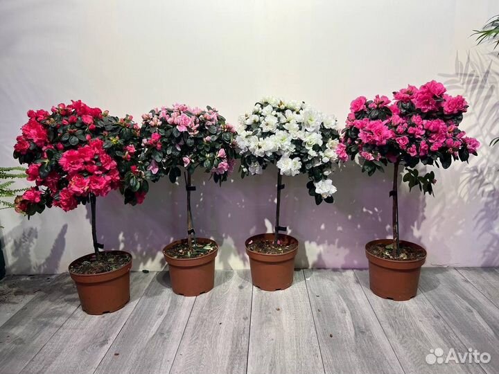 Азалия на штамбе 60 см