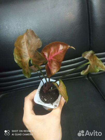 Сингониум арон браун