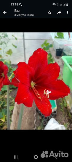 Гиппиаструм