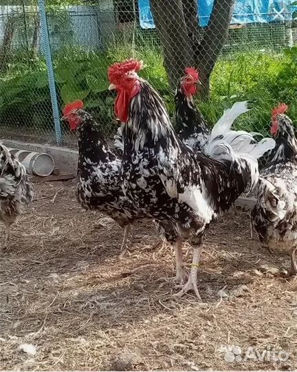 Суточная птица