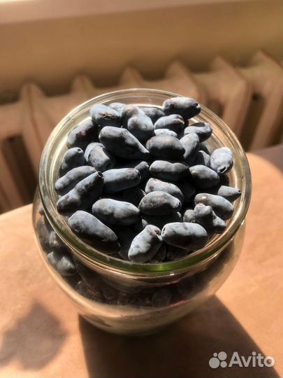 Жимолость ягоды