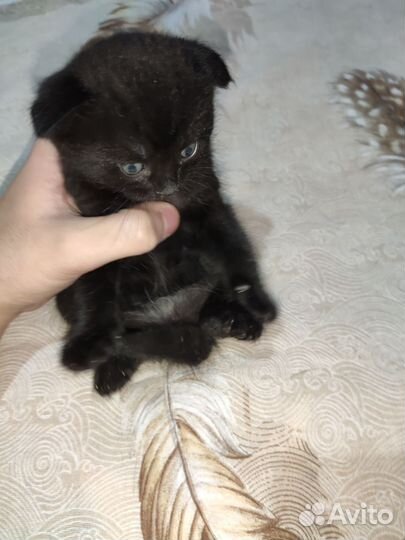 Чёрный бэтмен