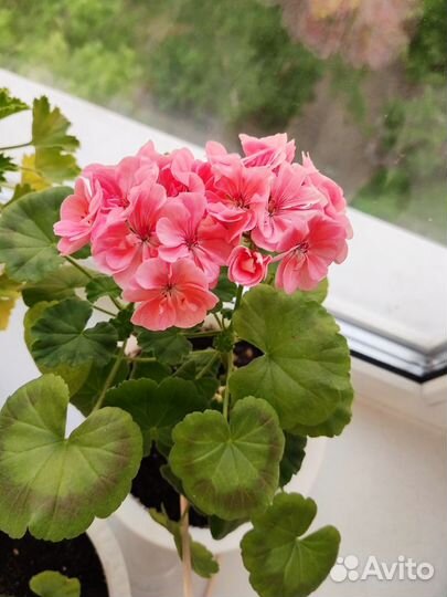 Герань пеларгония