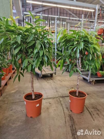 Фикус биннендика Амстел Кинг Дерево прямой ствол