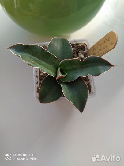 Сансевьерия сортовая