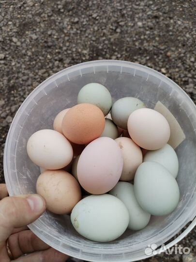 Инкубационное яйцо кур