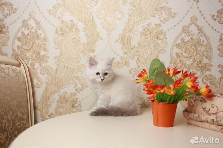 Малыши невские маскарадные