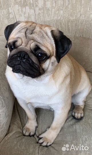 Мопс вязка мальчик