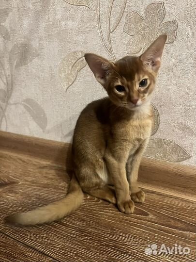 Абиссинский котенок