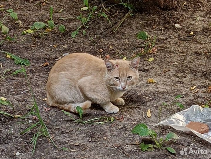 Котик в добрые руки