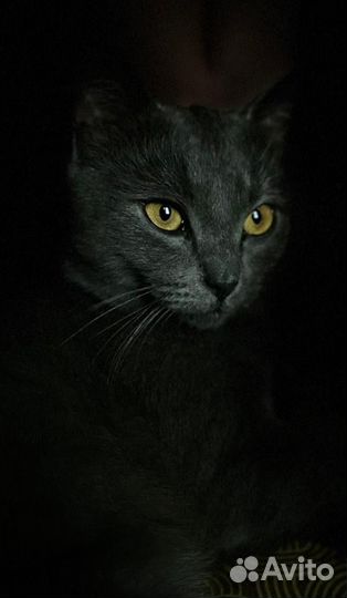 Русская голубая кот