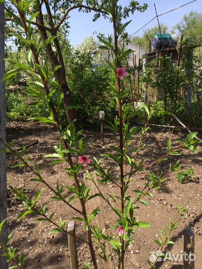 Саженцы персика