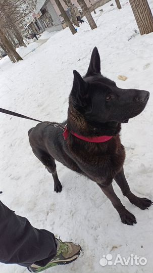 Черная овчарка