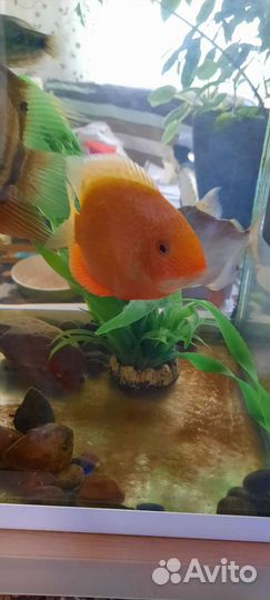 Аквариум aquael, ferplast, фильтр,нагреватель