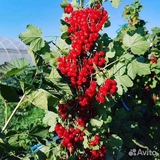 Саженцы черной и Красной смородины