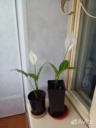 Спатифиллум (женское счастье)