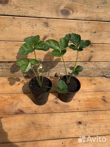 Саженцы земклуники Купчиха купить в Кемерово | Товары для дома и дачи ...