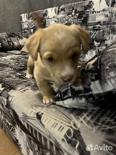 Щенок бесплатно