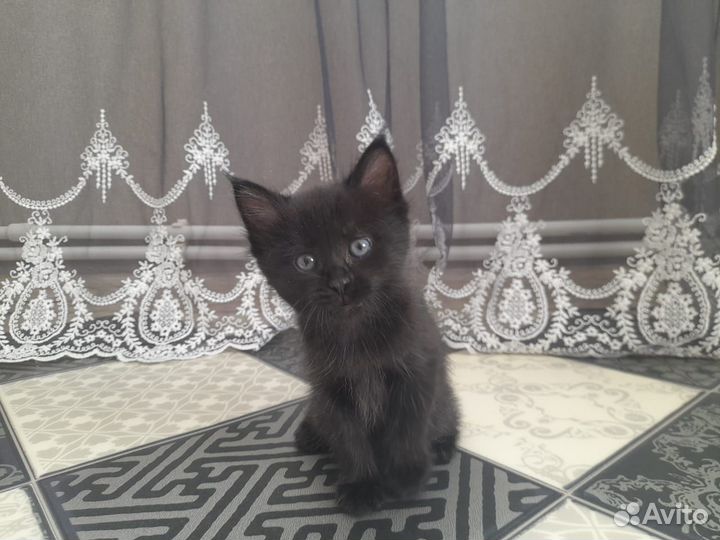 Отдадим котенка