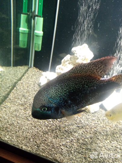 Цихлазома вьеха