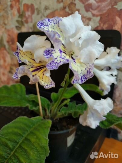 Стрептокарпусы детки