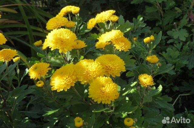 Хризантема корейская Pompon Yellow / Помпон Йеллоу Хризантема. Декоративноцветущ