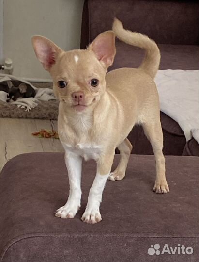 Щенки чихуахуа