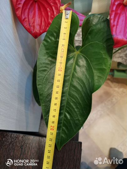 Антуриум Эдисон (серия большие американцы)