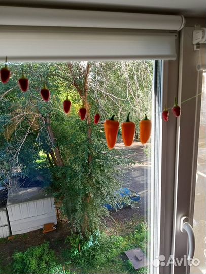 Рассада острого перца Чили