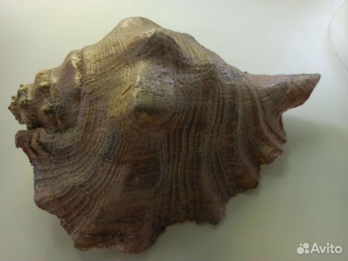 Морская раковина большая 20см/13 см