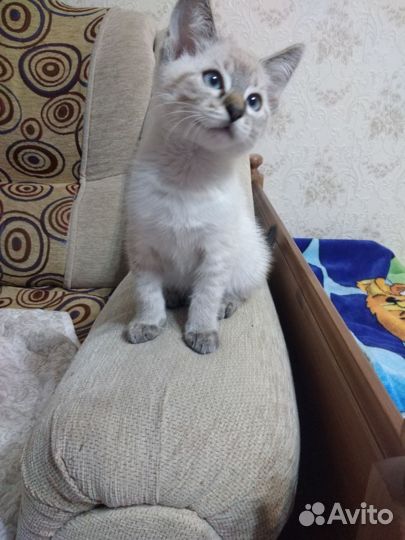 Кошка в дар бесплатно