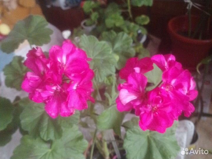 Герань и др комнатные цветы