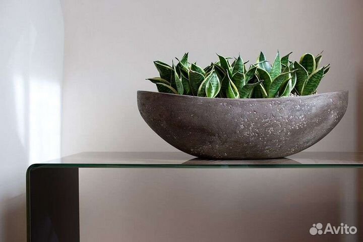 Сансевиерия ханни