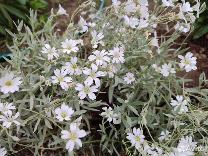 Ясколка войлочная, колокольчик, ромашка альпийская