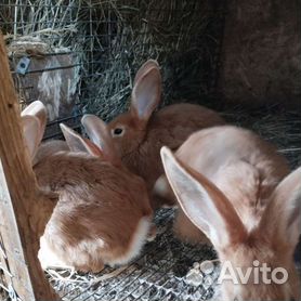 Куплю мясо кролика оптом, Черкасская обл — Agro-Ukraine