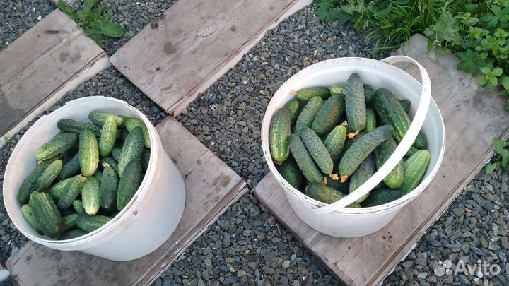 Огурцы свежие домашние
