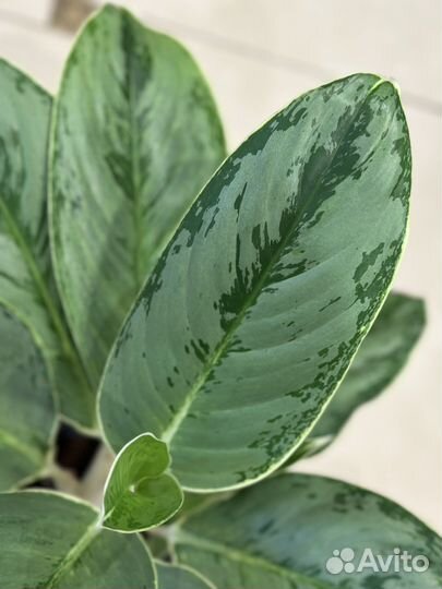 Аглаонема Cinto Queen Серебрянная Королева