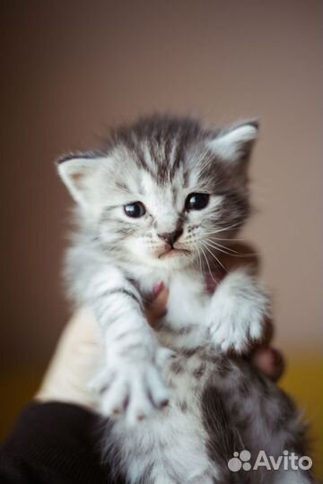 Пушистые котята