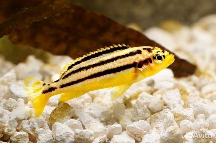 Живая рыба малек