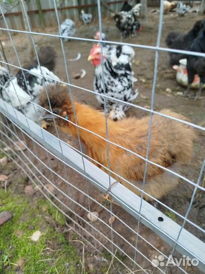 Петушки породные
