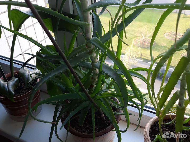 Алоэ лечебный