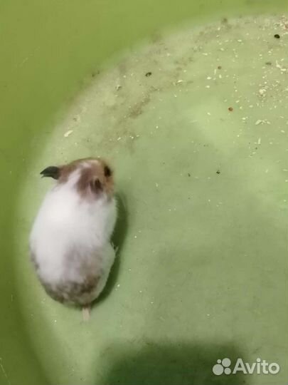 Сирийский хомяк